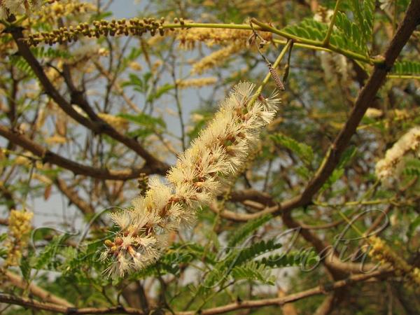 Rusty Acacia